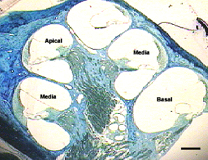 Fig. 1 - <div style=